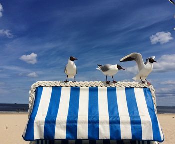 Birds flying over sea