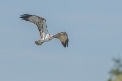 Osprey  pandion haliaetus flying over a marsh. alsace, grand est, france.