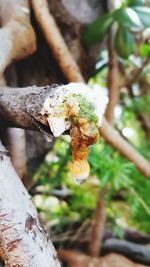 Close-up of hand holding insect on tree