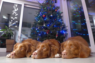 Dog lying down on christmas tree