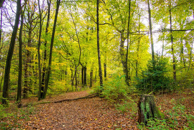 Scenic view of forest during autumn