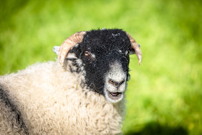 Close-up of sheep