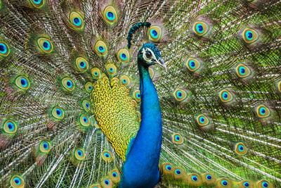 Close-up of peacock