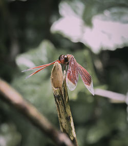 Close-up of dragonfly on plant