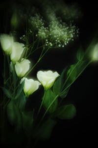 Close-up of leaves against blurred background