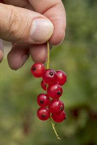 Close-up of hand holding strawberry