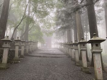 Footpath amidst trees in forest