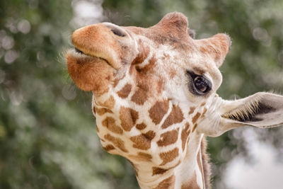 Close-up portrait of giraffe