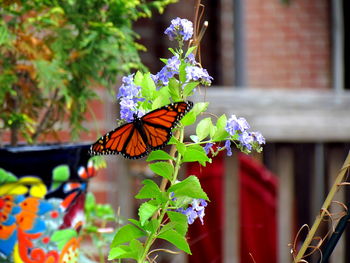 Close-up of butterfly perching on plant