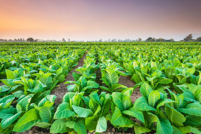 Crops growing on field against sky