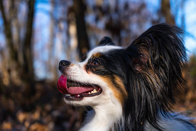 Close-up of dog looking away