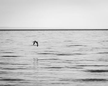 Bird flying over sea against clear sky