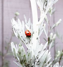 Close-up of ladybug on flower