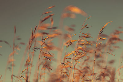 Close-up of stalks against the sky