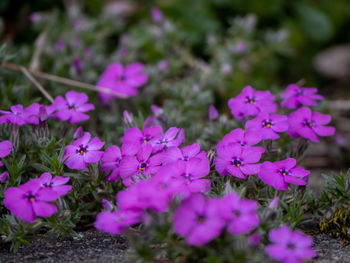Close-up of pink flowering plants in park