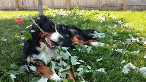 Portrait of dog on grass