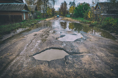 Puddle on tree