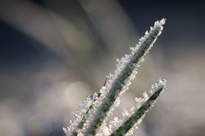 Close-up of frozen plant