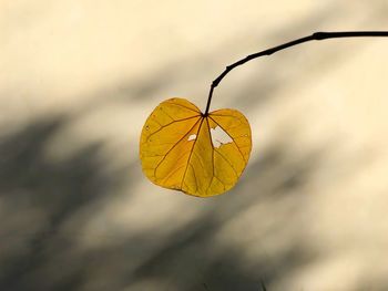 Close-up of yellow dry leaf