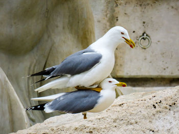 Close-up of seagulls mating on rock