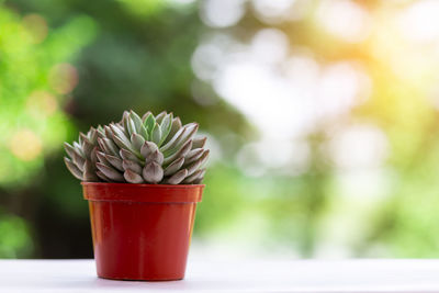 Close-up of potted plant on table