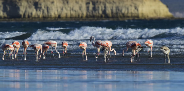 Birds in lake