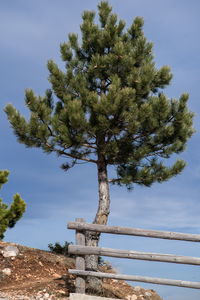 Low angle view of tree against sky