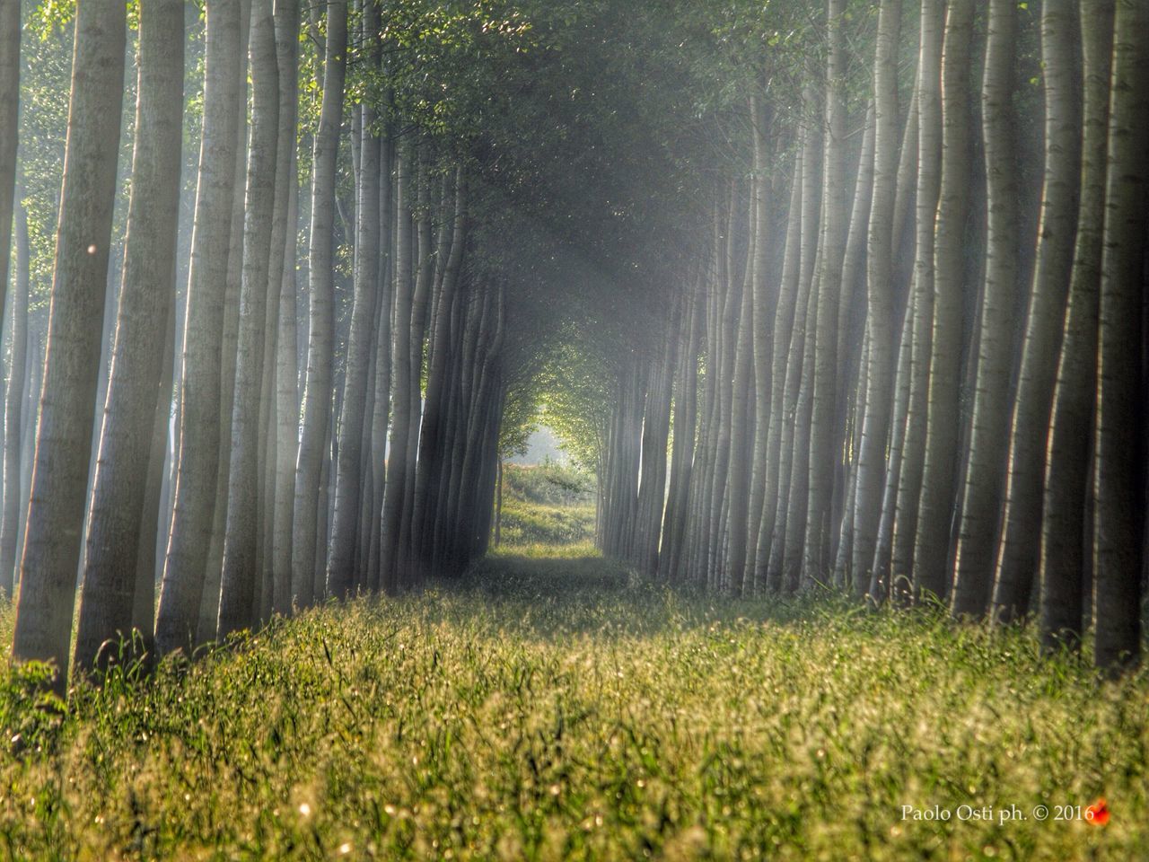 tree, tree trunk, tranquility, growth, grass, forest, tranquil scene, woodland, nature, beauty in nature, green color, scenics, landscape, field, sunlight, non-urban scene, day, outdoors, idyllic, grassy