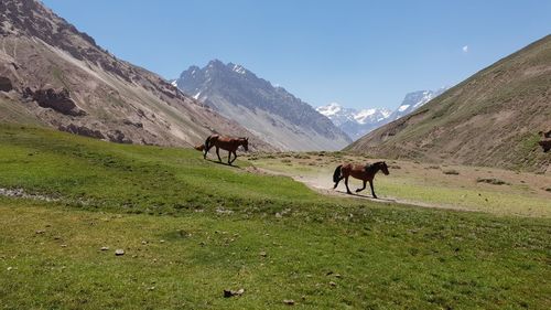 Horses running on mountain