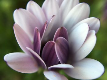 Close-up of flower growing on plant