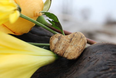 Close-up of yellow rose on wood