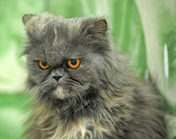 Close-up portrait of a cat