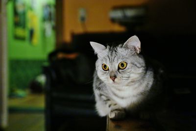 Close-up portrait of cat