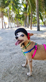 View of a dog looking away