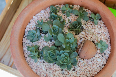 High angle view of succulent plant in pot