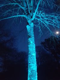 Bare trees in forest at night