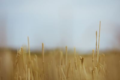 Close-up of wheat growing on field against sky