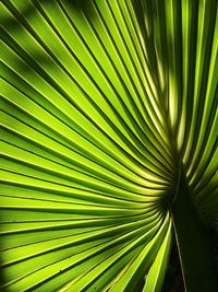 Close-up of palm tree leaves