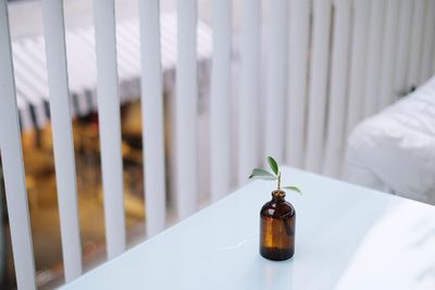 Close-up of potted plant on table at home