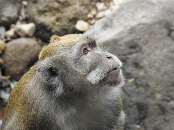 Close-up of a monkey looking away at cilember waterfall , bogor - indonesia