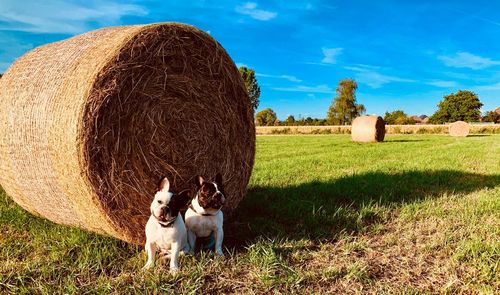 View of a dog on field