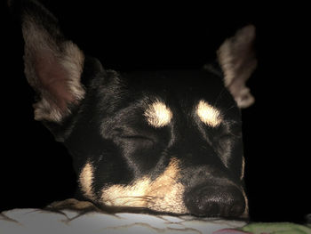 Close-up of a dog over black background