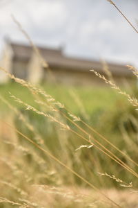 Close-up of crops growing on field against sky