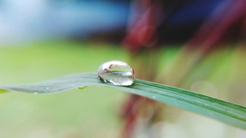 Close-up of water drop on leaf