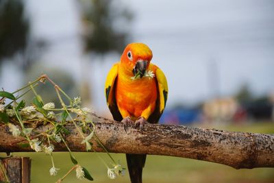 Close-up of parrot perching on branch