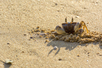 Close-up of shell on beach