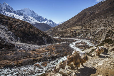 Yaks carry goods up nepal's khumbu valley towards everest base camp.