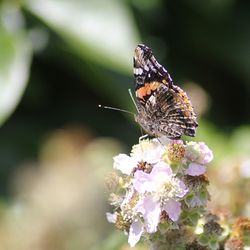 Close-up of butterfly pollinating on purple flower