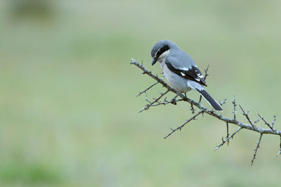 Close-up of bird perching on branch