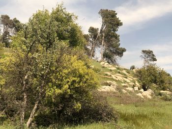Trees on field against sky